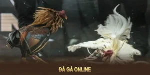Bí Kíp Cách Chơi Đá Gà WS168 Tại 12Bet: Chinh Phục Mọi Kèo Cược