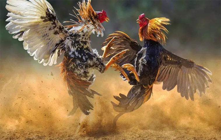 Hướng Dẫn Cách Chơi Đá Gà 3D Tại 12Bet: Bí Quyết Thắng Lớn